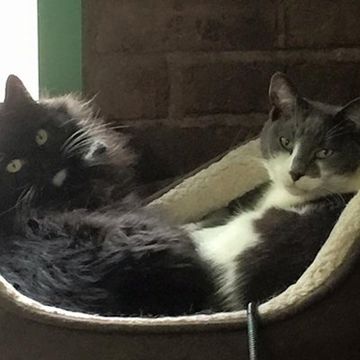 Grooming Parlour